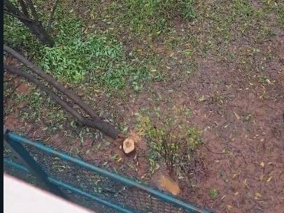 ಬೆಂಗಳೂರು | ಶ್ರೀಗಂಧ ಮರ ಕಳ್ಳತನ : ಪ್ರಕರಣ ದಾಖಲು