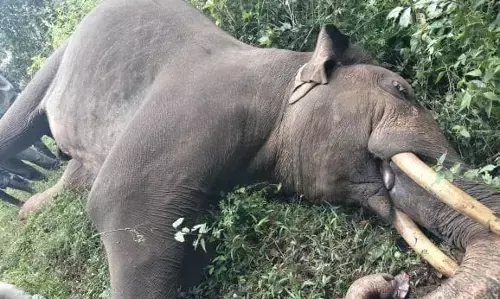 ಸಕಲೇಶಪುರ | ವಿದ್ಯುತ್ ತಂತಿಗೆ ಸೊಂಡಿಲು ತಗುಲಿ ಕಾಡಾನೆ ಸಾವು