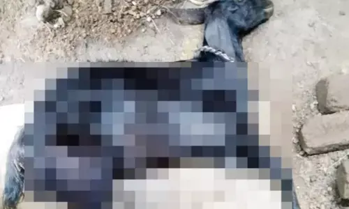 ಕುರಿಗಳ ಸರಣಿ ಸಾವು: ಕಲಬುರಗಿಯ ಆಳಂದ ತಾಲೂಕಿನ ಗ್ರಾಮಸ್ಥರಲ್ಲಿ ಆತಂಕ!