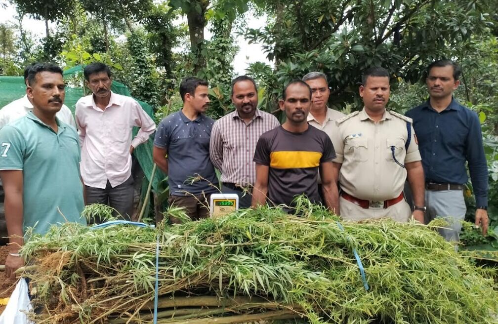 ಕೊಡಗು | ಕಾಫಿ ತೋಟದಲ್ಲಿ ಗಾಂಜಾ ಬೆಳೆದ ಆರೋಪಿಯ ಬಂಧನ