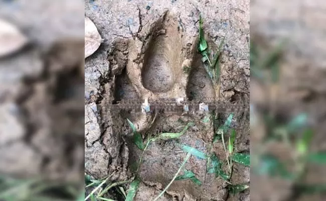 ಪಂಜದ ಬಸ್ತಿಕಾಡು ಪರಿಸರದಲ್ಲಿ ಚಿರತೆ ಹೆಜ್ಜೆ ಗುರುತು ಪತ್ತೆ ಪಂಜದ ಬಸ್ತಿಕಾಡು ಪರಿಸರದಲ್ಲಿ ಚಿರತೆ ಹೆಜ್ಜೆ ಗುರುತು ಪತ್ತೆ