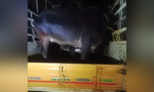 ಮದ್ದಡ್ಕ: ಅಕ್ರಮ ಗೋ ಸಾಗಾಟ; ಇಬ್ಬರ ಬಂಧನ