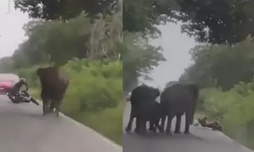 ಚಾಮರಾಜನಗರ: ಆನೆ ದಾಳಿಯಿಂದ ತಪ್ಪಿಸಿಕೊಂಡ ಬೈಕ್‌ ಸವಾರ; ಅಪಾಯದಿಂದ ಪಾರು