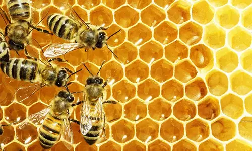 ಜೇನು ನೊಣಗಳನ್ನು ಕೀಟನಾಶಕಗಳಿಂದ ರಕ್ಷಿಸುವ ಆಹಾರ ಅಭಿವೃದ್ದಿಪಡಿಸಿದ ಕೊಲಂಬಿಯಾ ವಿಜ್ಞಾನಿಗಳು