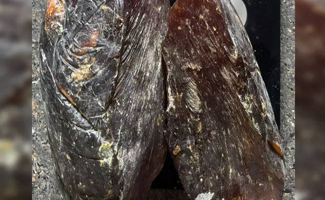 ಕೊಳ್ಳೇಗಾಲ | ತಮಿಳುನಾಡಿಗೆ ಅಕ್ರಮವಾಗಿ ʼಅಂಬರ್‌ ಗ್ರೀಸ್ʼ ಸಾಗಾಟ : ಇಬ್ಬರ ಬಂಧನ