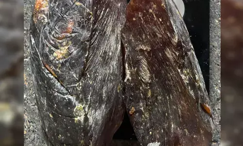 ಕೊಳ್ಳೇಗಾಲ | ತಮಿಳುನಾಡಿಗೆ ಅಕ್ರಮವಾಗಿ ʼಅಂಬರ್‌ ಗ್ರೀಸ್ʼ ಸಾಗಾಟ : ಇಬ್ಬರ ಬಂಧನ