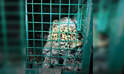 ಮುಲ್ಕಿ| ಮನೆಯೊಳಗೆ ಅಡಗಿ ಕುಳಿತ ಚಿರತೆ; ಅರಣ್ಯಾಧಿಕಾರಿಗಳ ಕಾರ್ಯಾಚರಣೆಯಿಂದ ಸೆರೆ