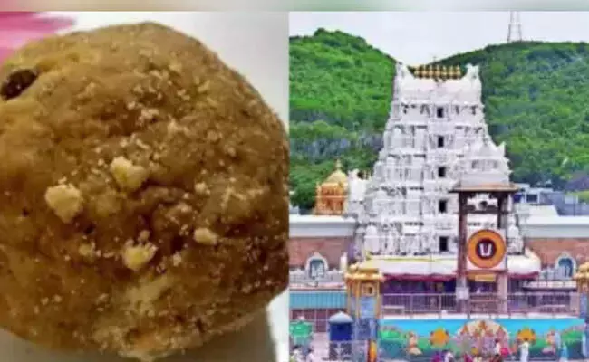 ತಮಿಳುನಾಡು ಡೈರಿಯಿಂದ ತಿರುಪತಿ ಲಡ್ಡುಗೆ ಬಳಸಲಾಗಿರುವ ಕಲಬೆರಕೆ ತುಪ್ಪ ಸರಬರಾಜಾಗಿಲ್ಲ : ವರದಿ