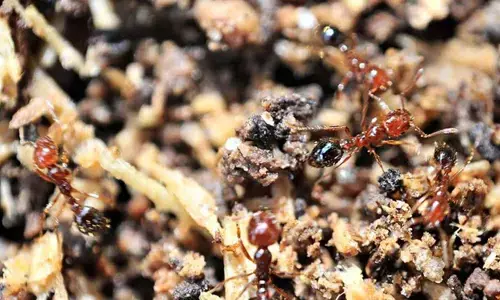 ಮಾನವ ಕೃಷಿಗೆ ಇರುವೆಗಳಿಂದ ಪಾಠ!