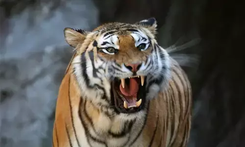 ಉತ್ತರಪ್ರದೇಶ | ಕೃಷಿಕನನ್ನು ಕೊಂದು ಹಾಕಿದ ನರಭಕ್ಷಕ ಹುಲಿ