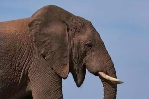 ಮಧ್ಯಪ್ರದೇಶ | ಅಭಯಾರಣ್ಯದಲ್ಲಿ ನಿಗೂಢವಾಗಿ ಮೃತಪಟ್ಟ ಆನೆಗಳ ಸಂಖ್ಯೆ 7ಕ್ಕೇರಿಕೆ ; SIT ತನಿಖೆಗೆ ಆದೇಶ