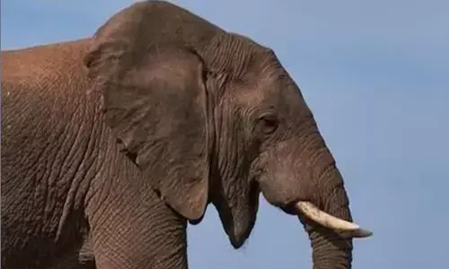 ಮಧ್ಯಪ್ರದೇಶ | ಅಭಯಾರಣ್ಯದಲ್ಲಿ ನಿಗೂಢವಾಗಿ ಮೃತಪಟ್ಟ ಆನೆಗಳ ಸಂಖ್ಯೆ 7ಕ್ಕೇರಿಕೆ ; SIT ತನಿಖೆಗೆ ಆದೇಶ