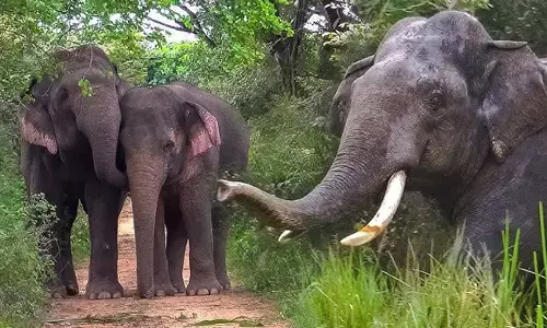 ಮಧ್ಯಪ್ರದೇಶ | ಮತ್ತೆರೆಡು ಕಾಡಾನೆಗಳ ಸಾವು