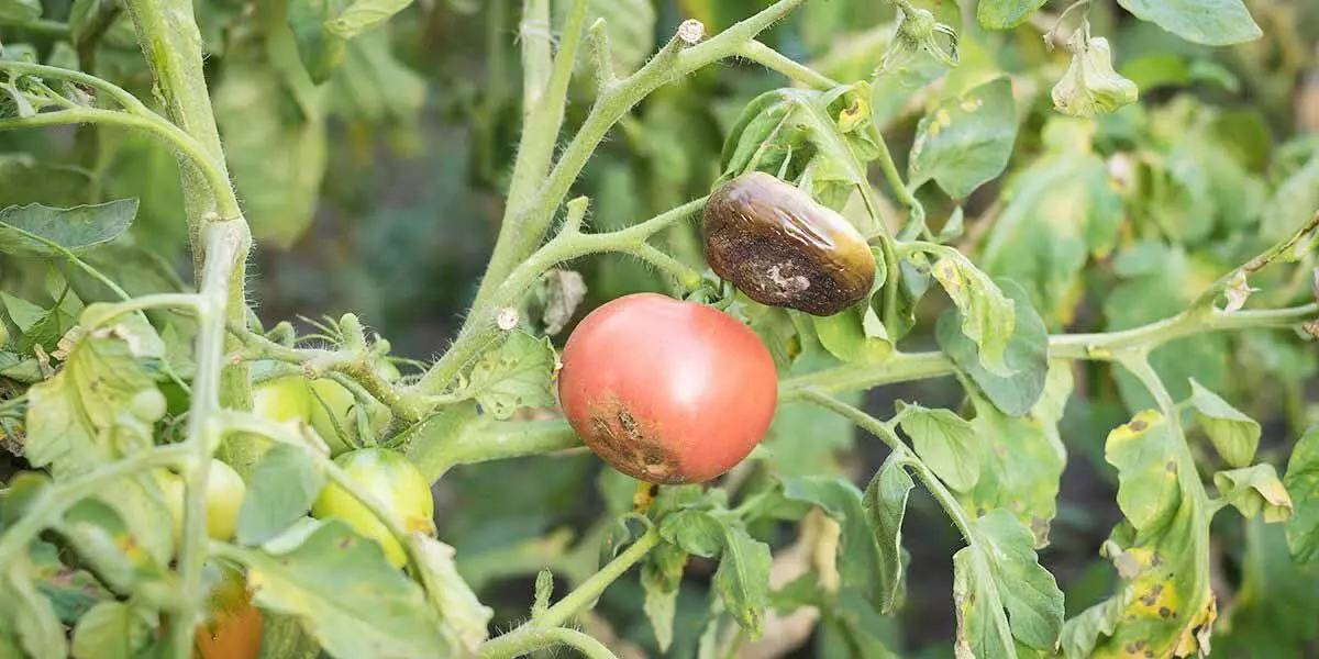 ಅಂಗಮಾರಿ ರೋಗದಿಂದ ಬೆಳೆ ನಾಶ: ಟೊಮೆಟೊ ಕೃಷಿಕರಲ್ಲಿ ಆತಂಕ