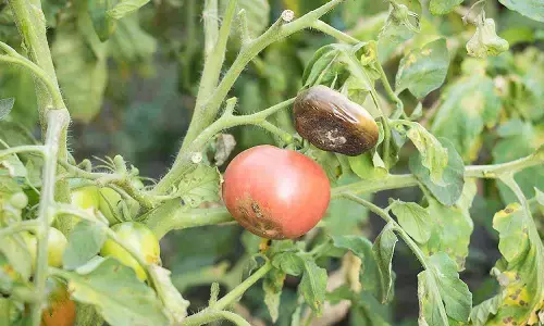 ಅಂಗಮಾರಿ ರೋಗದಿಂದ ಬೆಳೆ ನಾಶ: ಟೊಮೆಟೊ ಕೃಷಿಕರಲ್ಲಿ ಆತಂಕ