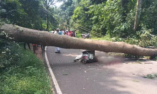 ಕಡಬ: ಚಲಿಸುತ್ತಿದ್ದ ಸ್ಕೂಟರ್‌ಗೆ ಮರ ಬಿದ್ದು ಸವಾರ ಮೃತ್ಯು