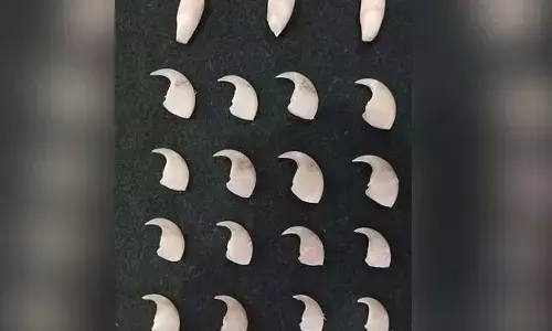 Leopard claw, tooth smuggling Accused arrested