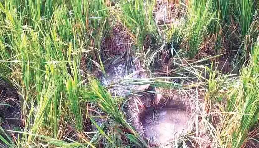 ಮಲೆನಾಡಿನಲ್ಲಿ ನಿಲ್ಲದ ಮಾನವ-ವನ್ಯಜೀವಿ ಸಂಘರ್ಷ