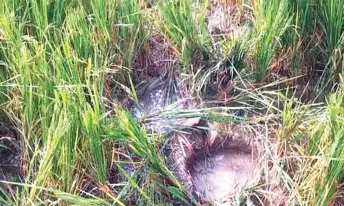 ಮಲೆನಾಡಿನಲ್ಲಿ ನಿಲ್ಲದ ಮಾನವ-ವನ್ಯಜೀವಿ ಸಂಘರ್ಷ