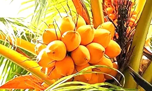 Photo of  tender coconut