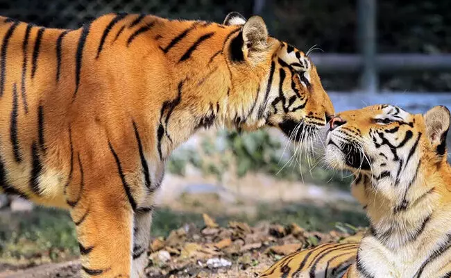 ಮಹಾರಾಷ್ಟ್ರ ವಿಧಾನಸಭಾ ಚುನಾವಣೆ | ಬಿಜೆಪಿ ಪ್ರಣಾಳಿಕೆಯಲ್ಲಿ ಮಾನವ-ವನ್ಯಜೀವಿ ಸಂಘರ್ಷಗಳ ಪ್ರಸ್ತಾಪ!