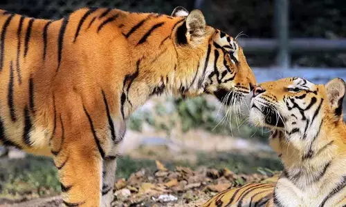 ಮಹಾರಾಷ್ಟ್ರ ವಿಧಾನಸಭಾ ಚುನಾವಣೆ | ಬಿಜೆಪಿ ಪ್ರಣಾಳಿಕೆಯಲ್ಲಿ ಮಾನವ-ವನ್ಯಜೀವಿ ಸಂಘರ್ಷಗಳ ಪ್ರಸ್ತಾಪ!