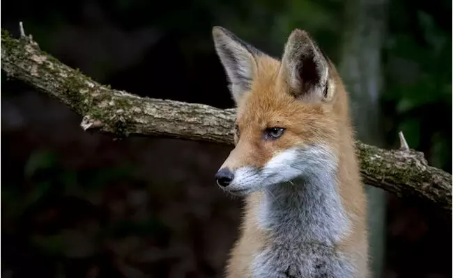 Photo of FOX