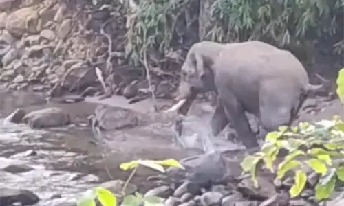 ಬೆಳ್ತಂಗಡಿ: ಮತ್ತೆ ಕಾಣಿಸಿಕೊಂಡ ಒಂಟಿ ಸಲಗ; ಗ್ರಾಮಸ್ಥರಲ್ಲಿ ಆತಂಕ