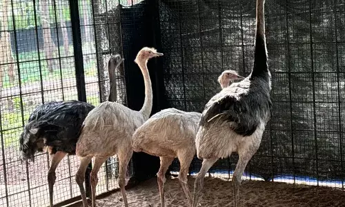 ಶಿವಮೊಗ್ಗ | ತ್ಯಾವರೆಕೊಪ್ಪದ ಹುಲಿ ಮತ್ತು ಸಿಂಹಧಾಮಕ್ಕೆ ಹೊಸ ಪ್ರಾಣಿ,ಪಕ್ಷಿಗಳು ಸೇರ್ಪಡೆ