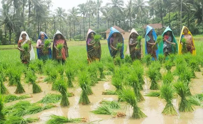 ಕರಾವಳಿಯ ರೈತರಿಗೆ ಸಹ್ಯಾದ್ರಿ ಬ್ರಹ್ಮ ಭತ್ತʼದ ಬೀಜ ಪೂರೈಕೆ