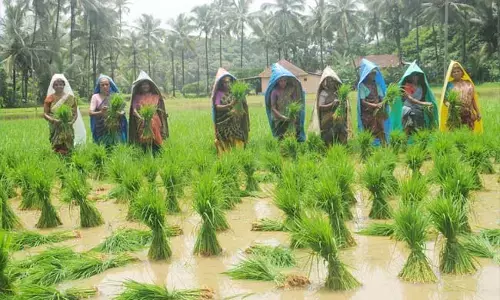 ಕರಾವಳಿಯ ರೈತರಿಗೆ ಸಹ್ಯಾದ್ರಿ ಬ್ರಹ್ಮ ಭತ್ತʼದ ಬೀಜ ಪೂರೈಕೆ