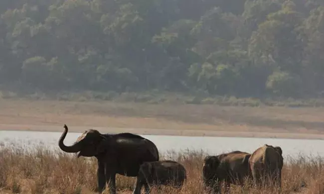 Photo of Jim Corbett National Park.