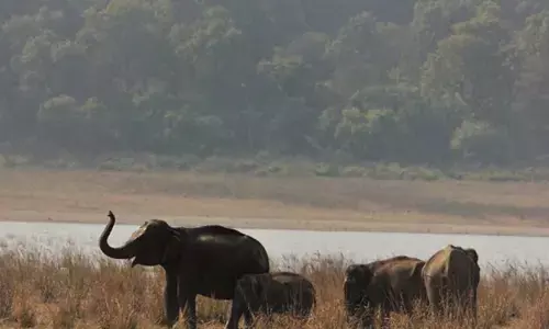 Photo of Jim Corbett National Park.