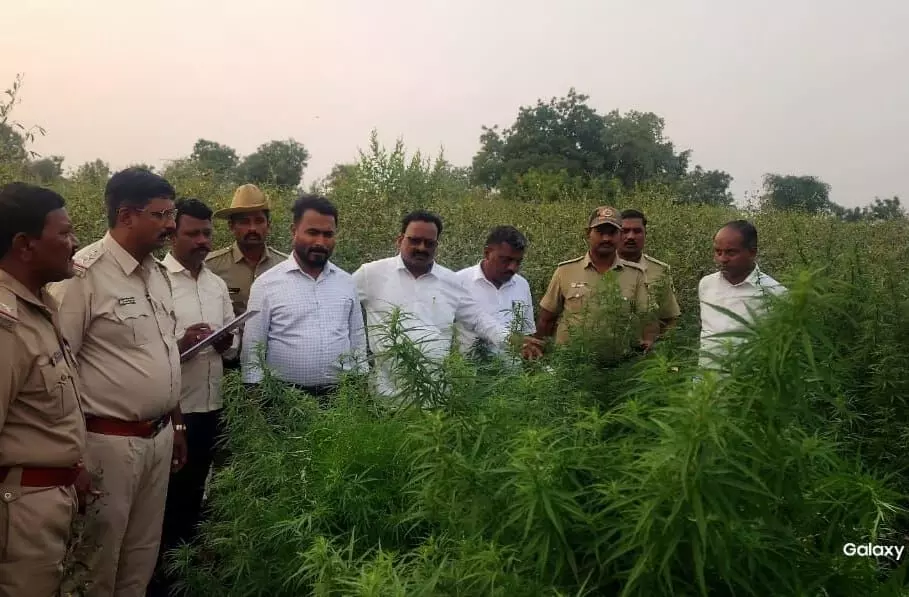 ರಾಯಚೂರು | ಜಮೀನಿನಲ್ಲಿ ಬೆಳೆದ ಗಾಂಜಾ ಜಪ್ತಿ: ಆರೋಪಿ ಪರಾರಿ ರಾಯಚೂರು | ಜಮೀನಿನಲ್ಲಿ ಬೆಳೆದ ಗಾಂಜಾ ಜಪ್ತಿ: ಆರೋಪಿ ಪರಾರಿ