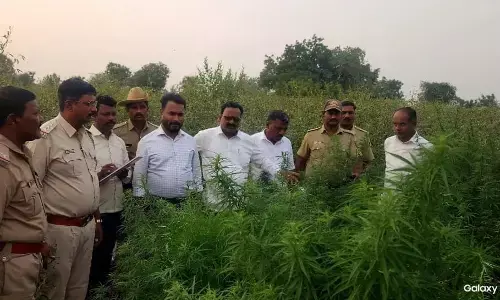 ರಾಯಚೂರು | ಜಮೀನಿನಲ್ಲಿ ಬೆಳೆದ ಗಾಂಜಾ ಜಪ್ತಿ: ಆರೋಪಿ ಪರಾರಿ