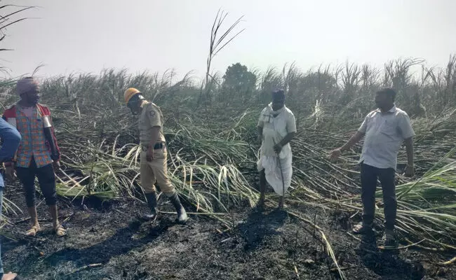 Photo of Sugarcane crop Photo of Sugarcane crop