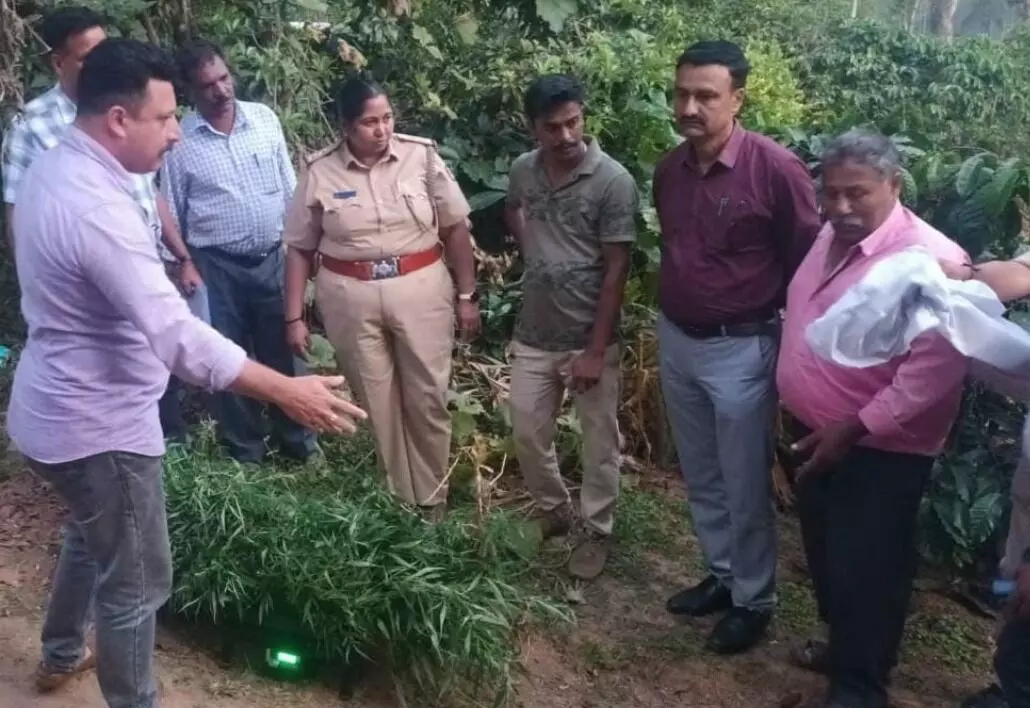 ವಿರಾಜಪೇಟೆ | ಮನೆಯ ಆವರಣದಲ್ಲಿ ಗಾಂಜಾ ಬೆಳೆದಿದ್ದ ಆರೋಪಿಯ ಬಂಧನ