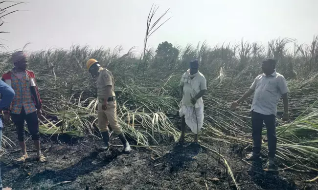 Photo of Sugarcane crop