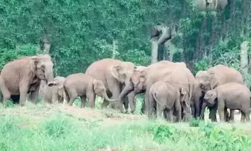 photo of wild elephants