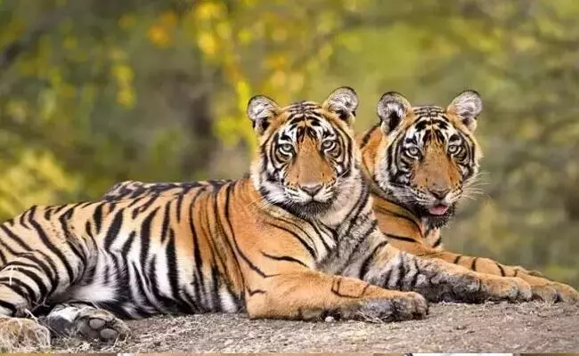 ಮಧ್ಯಪ್ರದೇಶ | ಮಾಧವ್ ರಾಷ್ಟ್ರೀಯ ಉದ್ಯಾನವನ್ನು ಹುಲಿ ಸಂರಕ್ಷಿತ ಪ್ರದೇಶವನ್ನಾಗಿಸುವ ಪ್ರಸ್ತಾವನೆಗೆ ಅನುಮೋದನೆ ಮಧ್ಯಪ್ರದೇಶ | ಮಾಧವ್ ರಾಷ್ಟ್ರೀಯ ಉದ್ಯಾನವನ್ನು ಹುಲಿ ಸಂರಕ್ಷಿತ ಪ್ರದೇಶವನ್ನಾಗಿಸುವ ಪ್ರಸ್ತಾವನೆಗೆ ಅನುಮೋದನೆ