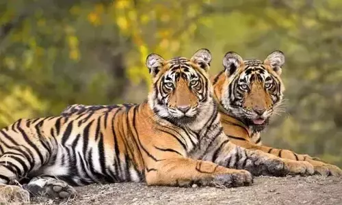 ಮಧ್ಯಪ್ರದೇಶ | ಮಾಧವ್ ರಾಷ್ಟ್ರೀಯ ಉದ್ಯಾನವನ್ನು ಹುಲಿ ಸಂರಕ್ಷಿತ ಪ್ರದೇಶವನ್ನಾಗಿಸುವ ಪ್ರಸ್ತಾವನೆಗೆ ಅನುಮೋದನೆ