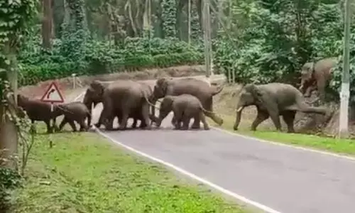ವಿರಾಜಪೇಟೆ | ಕಾಫಿ ತೋಟಗಳಲ್ಲಿದ್ದ 9 ಆನೆಗಳನ್ನು ಕಾಡಿಗಟ್ಟಿದ ಅರಣ್ಯ ಇಲಾಖೆ