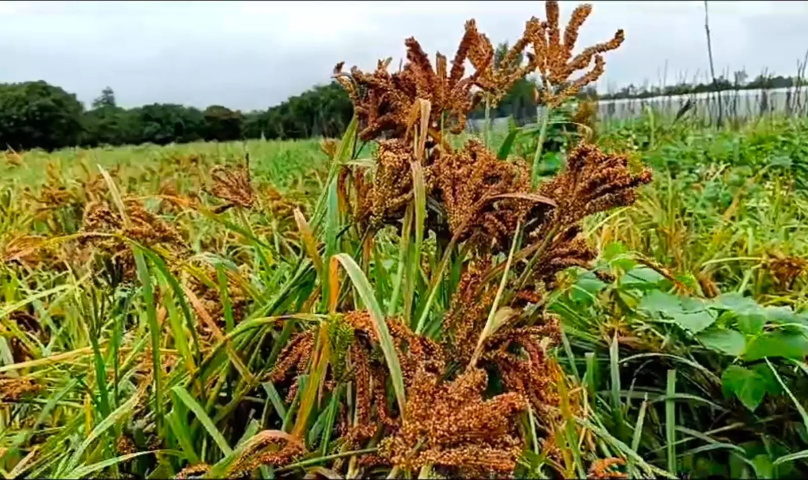 ಫೆಂಗಲ್ ಚಂಡಮಾರುತದ ಪರಿಣಾಮ: ಸಾವಿರಾರು ಎಕರೆ ರಾಗಿ ಬೆಳೆಗೆ ಹಾನಿ