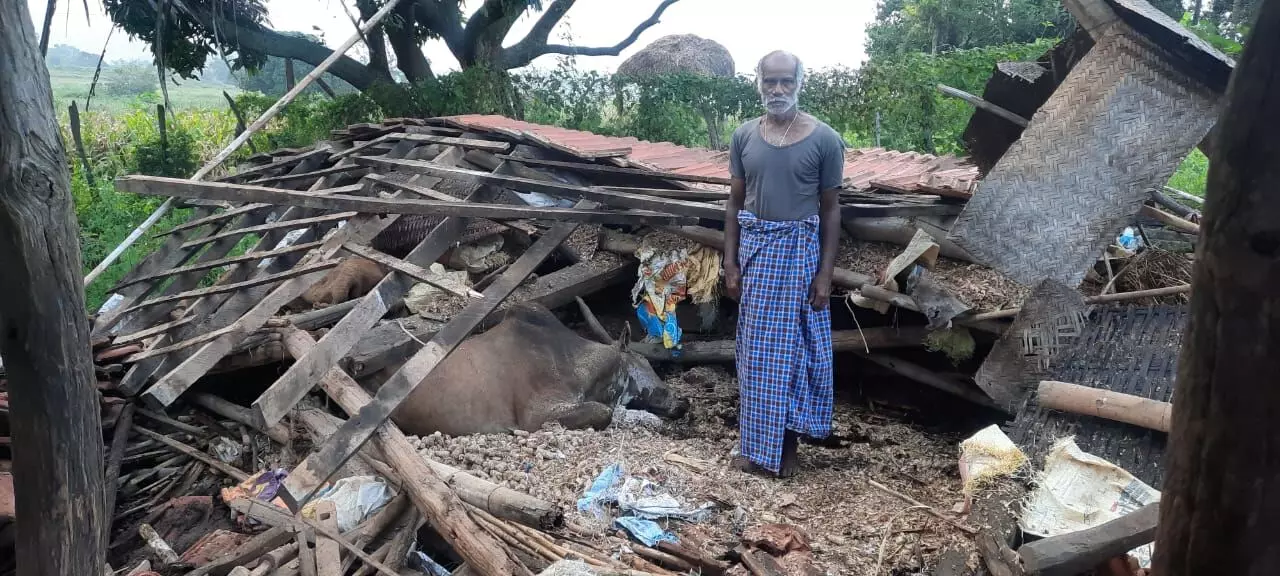 ಚಾಮರಾಜನಗರ | ಧಾರಾಕಾರ ಮಳೆಗೆ ಮನೆ ಕುಸಿತ: ಜಾನುವಾರು ಸಾವು