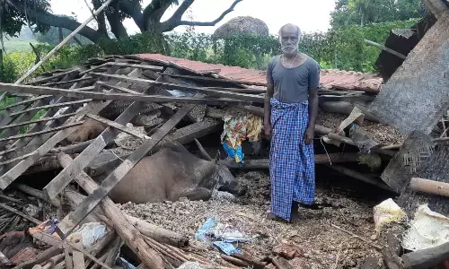 ಚಾಮರಾಜನಗರ | ಧಾರಾಕಾರ ಮಳೆಗೆ ಮನೆ ಕುಸಿತ: ಜಾನುವಾರು ಸಾವು