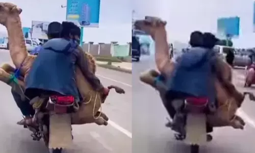 two men carry camel on Bike