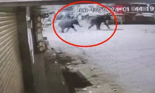 ಚಾಮರಾಜನಗರ : ನಡು ರಾತ್ರಿ ಕೊಳ್ಳೇಗಾಲ ಪಟ್ಟಣದಲ್ಲಿ ಕಾಡಾನೆ ಸಂಚಾರ