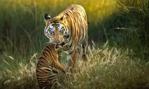 ಸ್ಥಳಾಂತರಿಸುವಾಗ ಬಿಗಿಯಾಗಿ ಕತ್ತನ್ನು ಕಚ್ಚಿದ ತಾಯಿ ಹುಲಿ ; ಮೂರು ಮರಿಗಳು ಮೃತ್ಯು