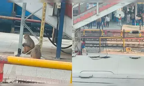 Photo of Monkey fight at Train station
