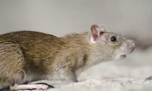 ಜೈಪುರ | ಚಿಕಿತ್ಸೆಗೆ ದಾಖಲಾಗಿದ್ದ ಕ್ಯಾನ್ಸರ್ ಪೀಡಿತ ಬಾಲಕನಿಗೆ ಇಲಿ ಕಚ್ಚಿ ಸಾವು; ಆರೋಪ